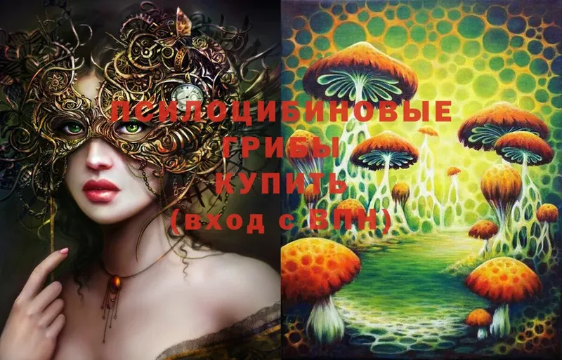 где можно купить   Нижнеудинск  Галлюциногенные грибы Cubensis 